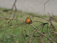 2016-05-09 17h27m52 - Roodborstje in bos tegenover Usi - Gerda van der Meer